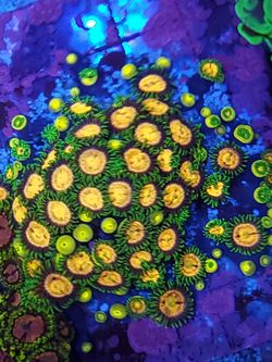 Lemon lazer zoa coral