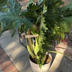 Philodendron Plants 