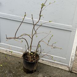 Rare Yellow Lilac Plant: Primrose syrinda vulgaris