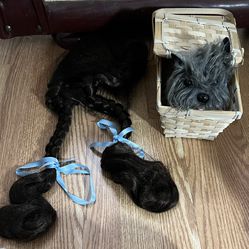 Dorothy Wig And Basket With Toto