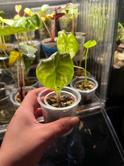 Alocasia variegated Melo
