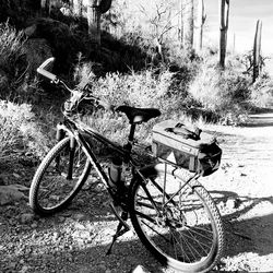 Collectors Item Homegrown Schwinn French Racer