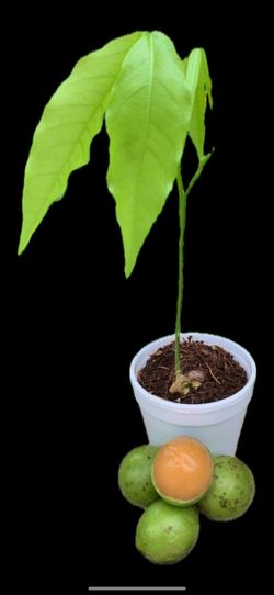 Mamoncillo Quenepa Starter Plant