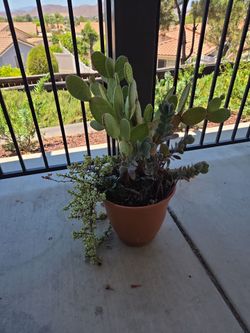 Large Succulent Cactus Arrangement