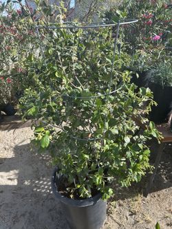 Jasmine