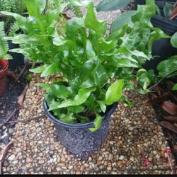 Native Fern 3 Gallon Potted Landscape Plant