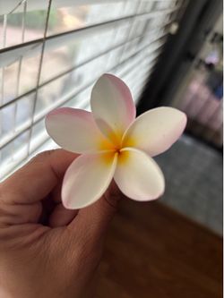 Plumeria cutting