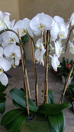 Beautiful orchid arrangement