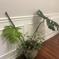 Monstera Plant
