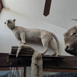 Different Taxidermy Mounts All Different Prices