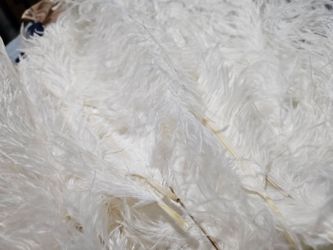 Ostrich feathers for sale