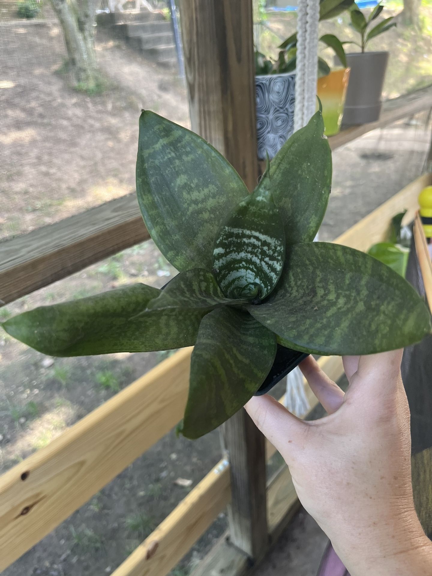 Sansevieria Plant 2