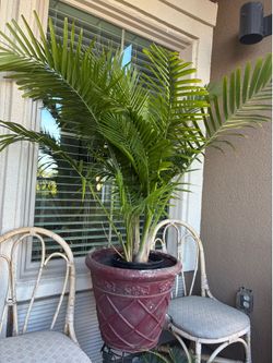 Potted palm