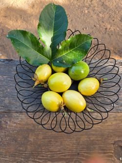 Yellow Passionfruit Plants 3-4 Foot