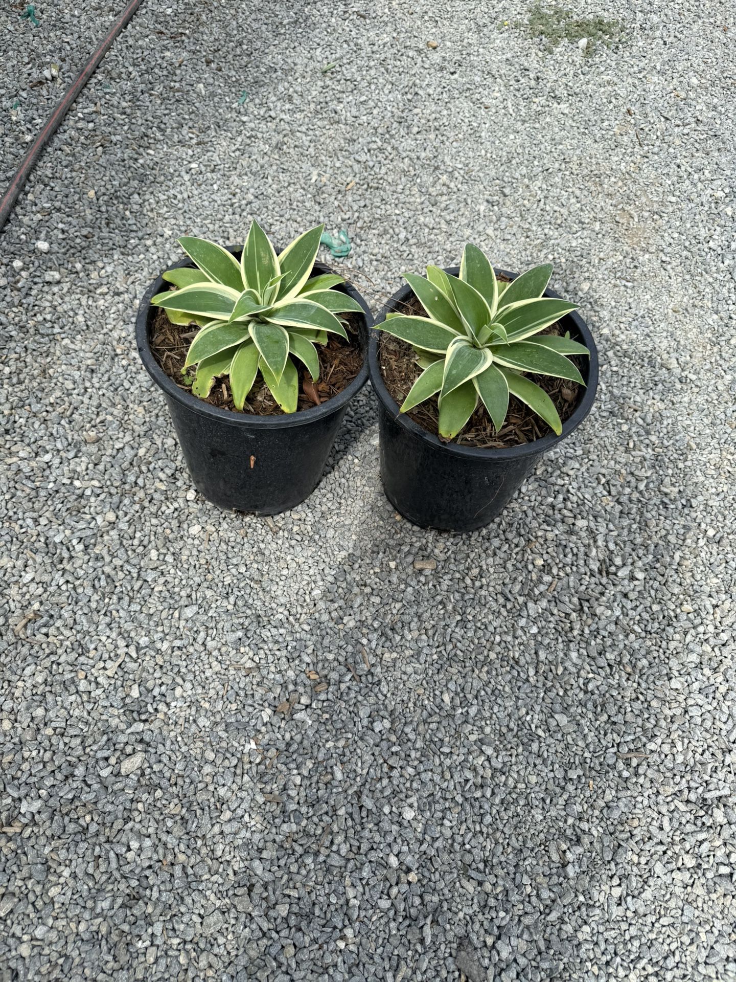 Agave ‘Ray of Light’