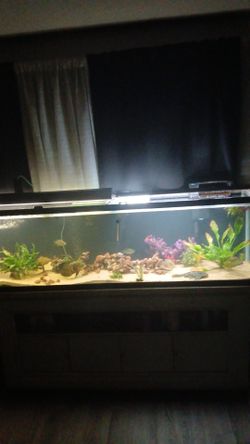 125 Or 130 Gallon Aquarium