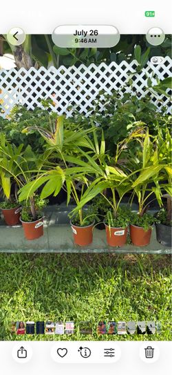 Palm plants