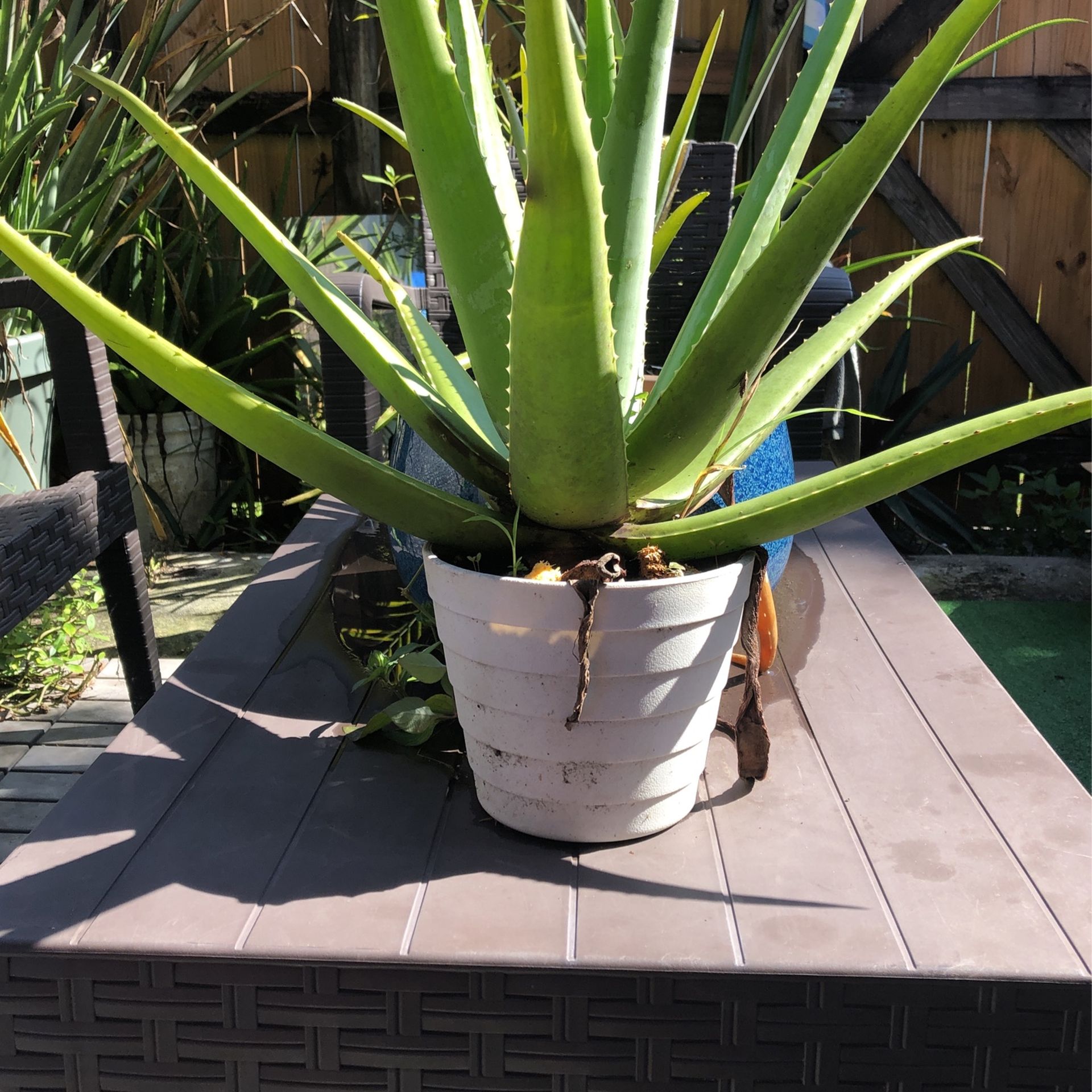 Organic Aloe
