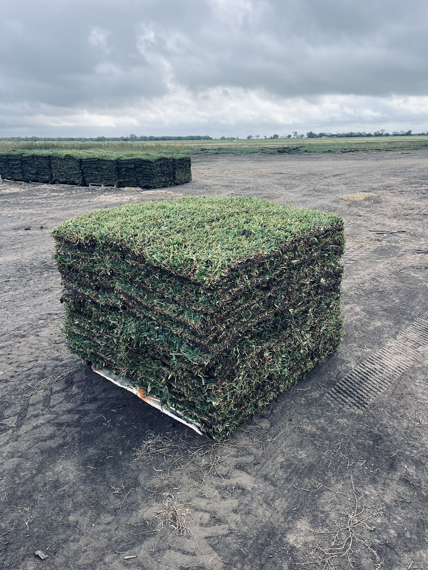 300 St Augustine Grass Delivered Per Pallet for Sale in San Antonio