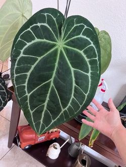 Anthurium regale