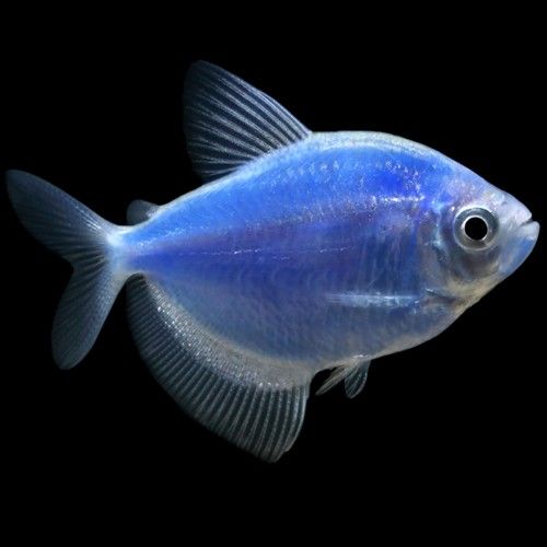 Blue NEON GLOW FISH