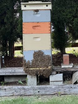 Bees And Hives