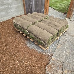 Fresh Extra Sod 20 Rolls 8sqft Per Roll