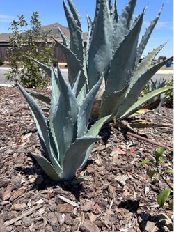 Agave plant pups