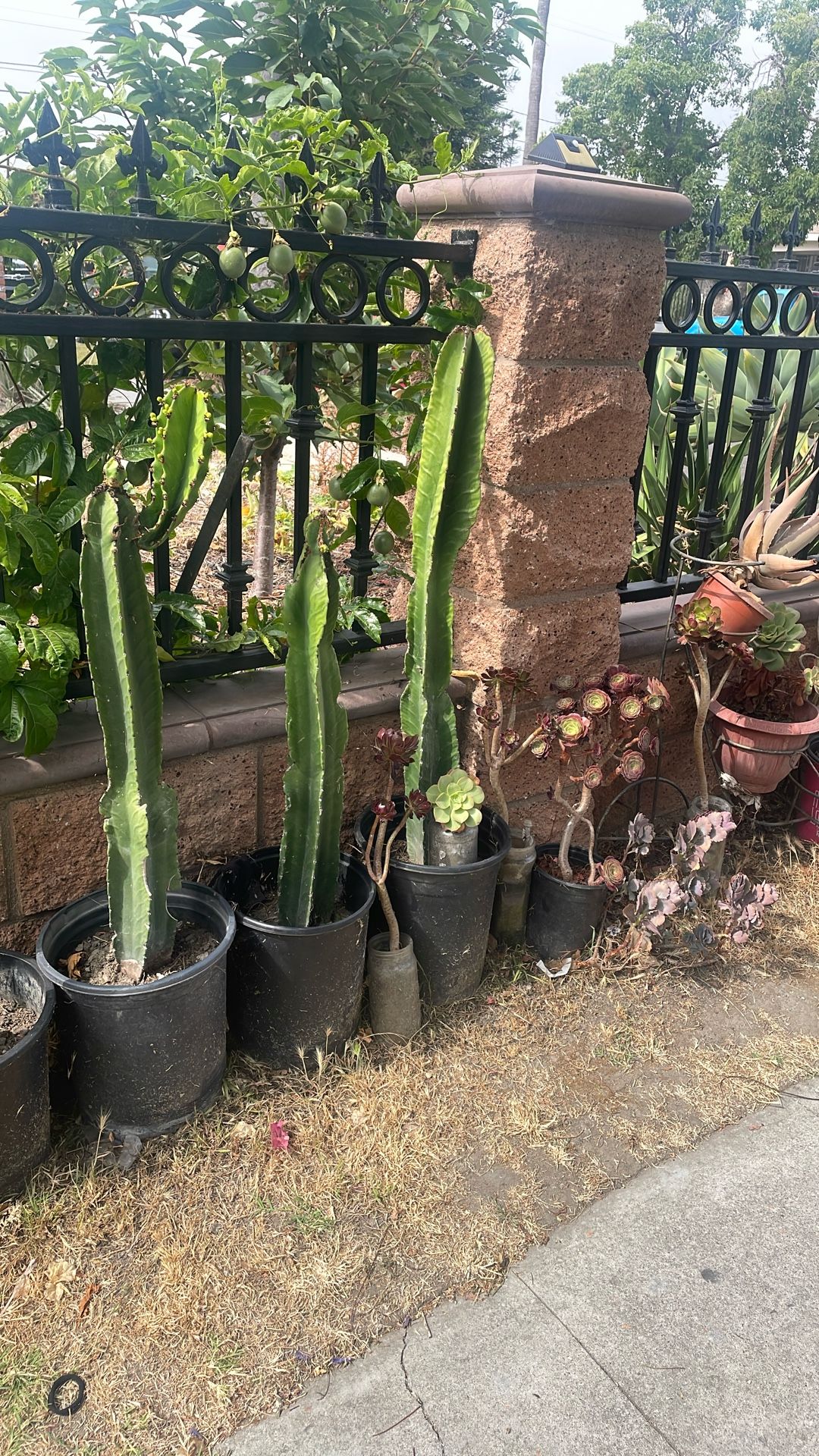 Catus Altos $20 Cada Uno