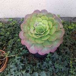 Planta Suculenta $15