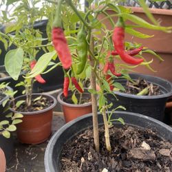 Hot Chili Pepper Plant