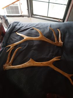 Antlers antlers