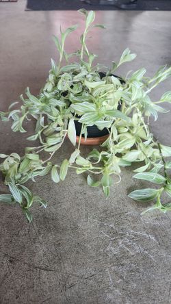 Tradescantia Plant