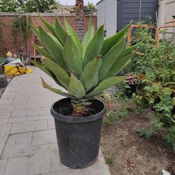 Agave  Plant In Pot