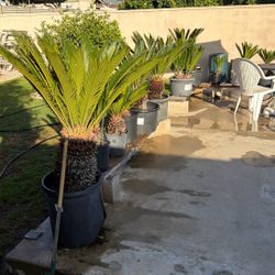 Sago Palms
