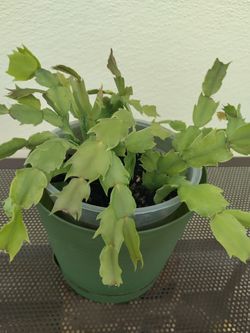 Xmas cactus