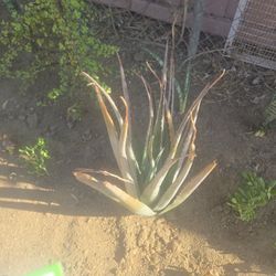 Aloe Vera Plant