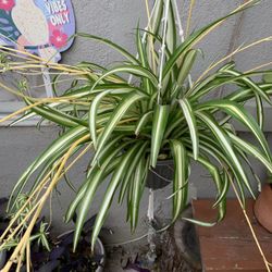 Spider Plants for Sale