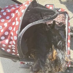 Dog Stroller