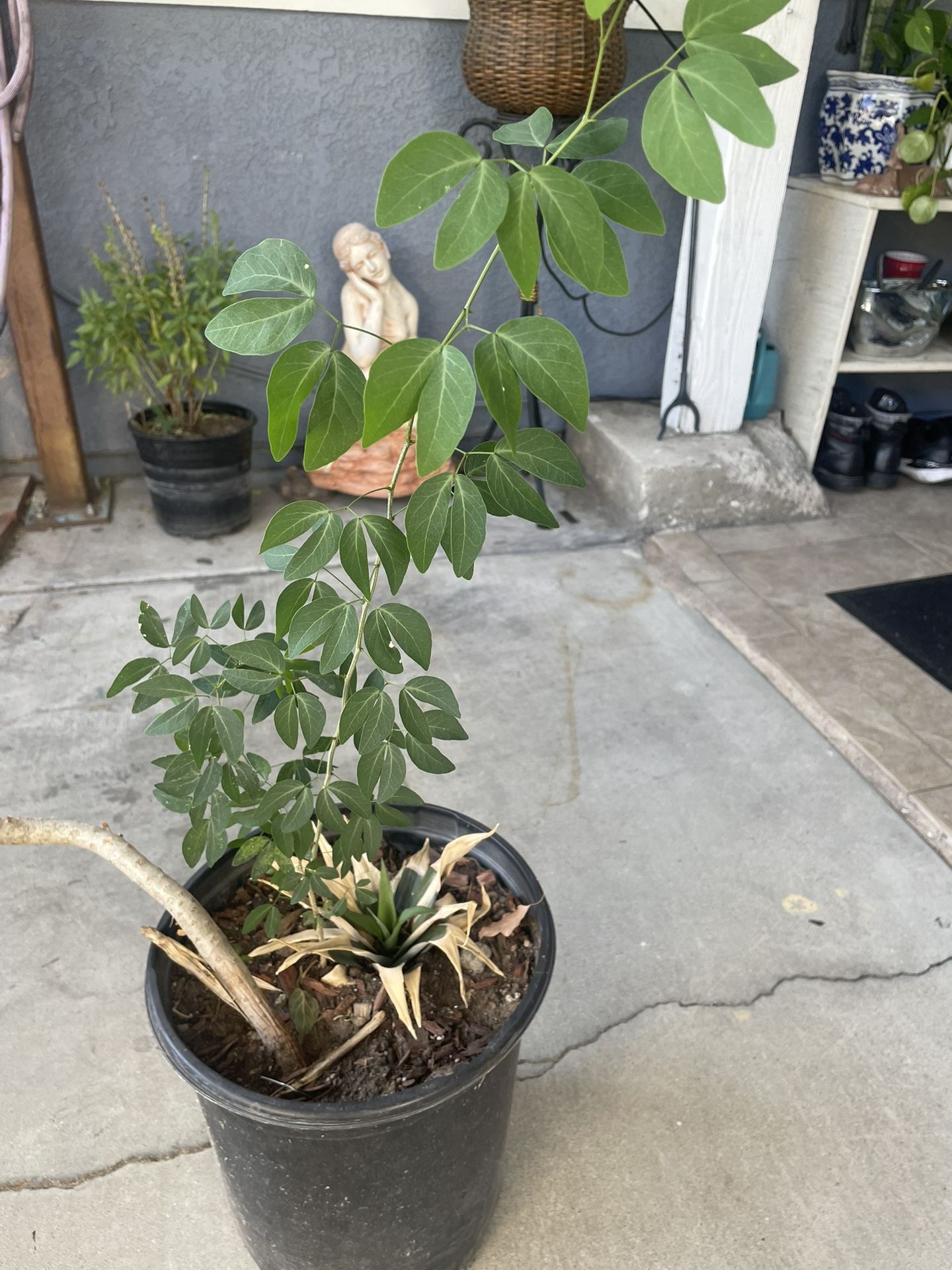 Guamuchil Plant / Madras Thorn Plant - $25 Or Best Offer