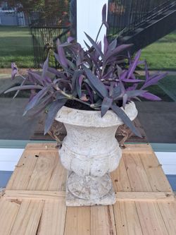 Garden Planter with Live Plant