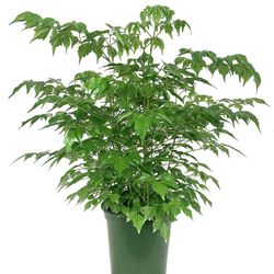 ♥️3 Feet  Gorgeous China Doll Plant 👉PLS READ DESCRIPTION♥️ 