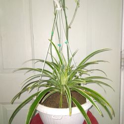 Variegated Spider 🕷Plants 