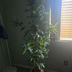 Plant