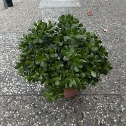 Big nice green jade bonsai tree 