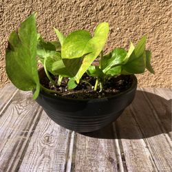 Poted Pothos  