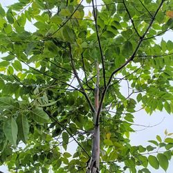 Beautiful Rainbow Eucalyptus Tree  $450