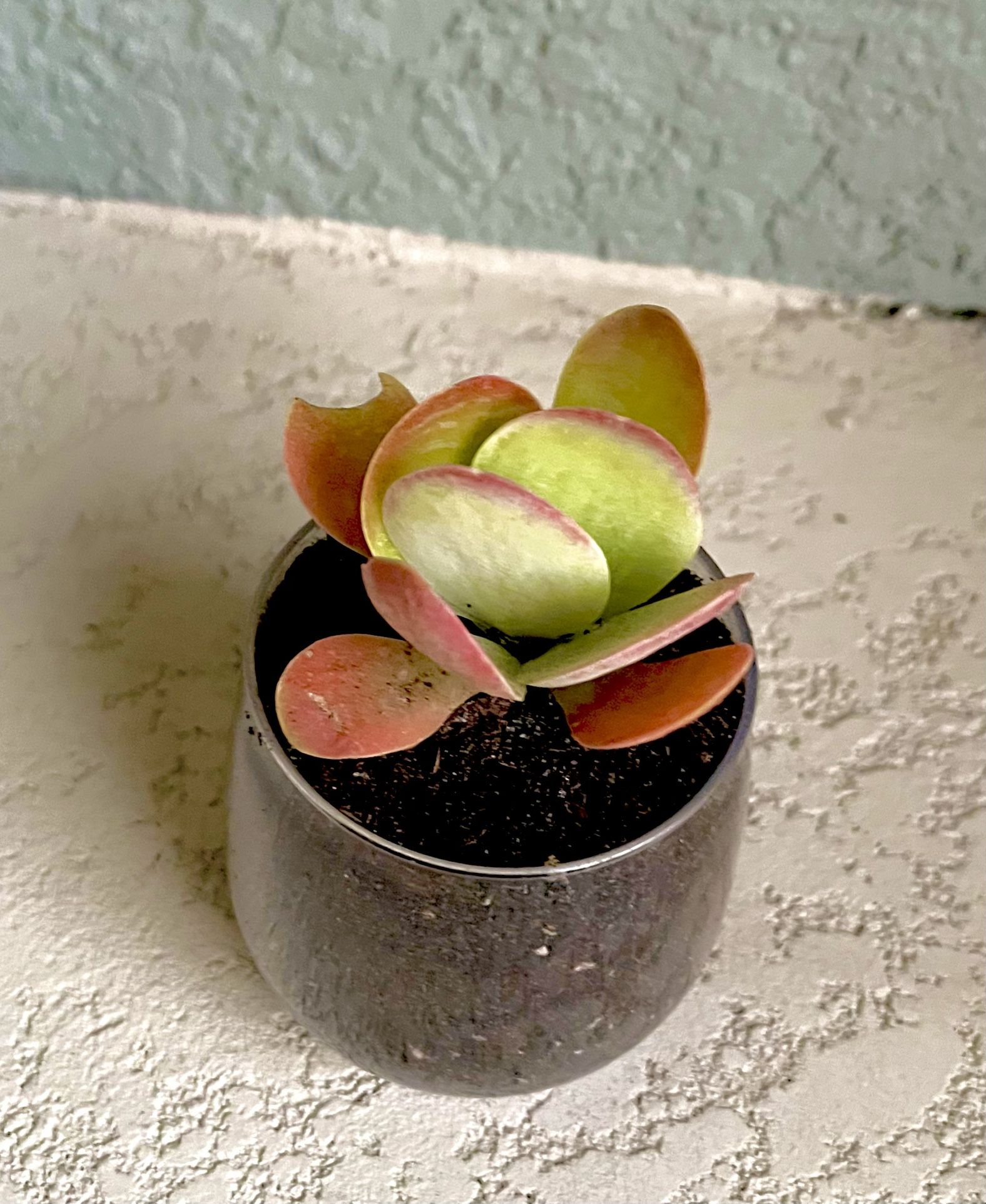 Kalanchoe Flapjack Plant