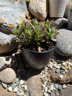 Devotion Echeveria outdoor plant