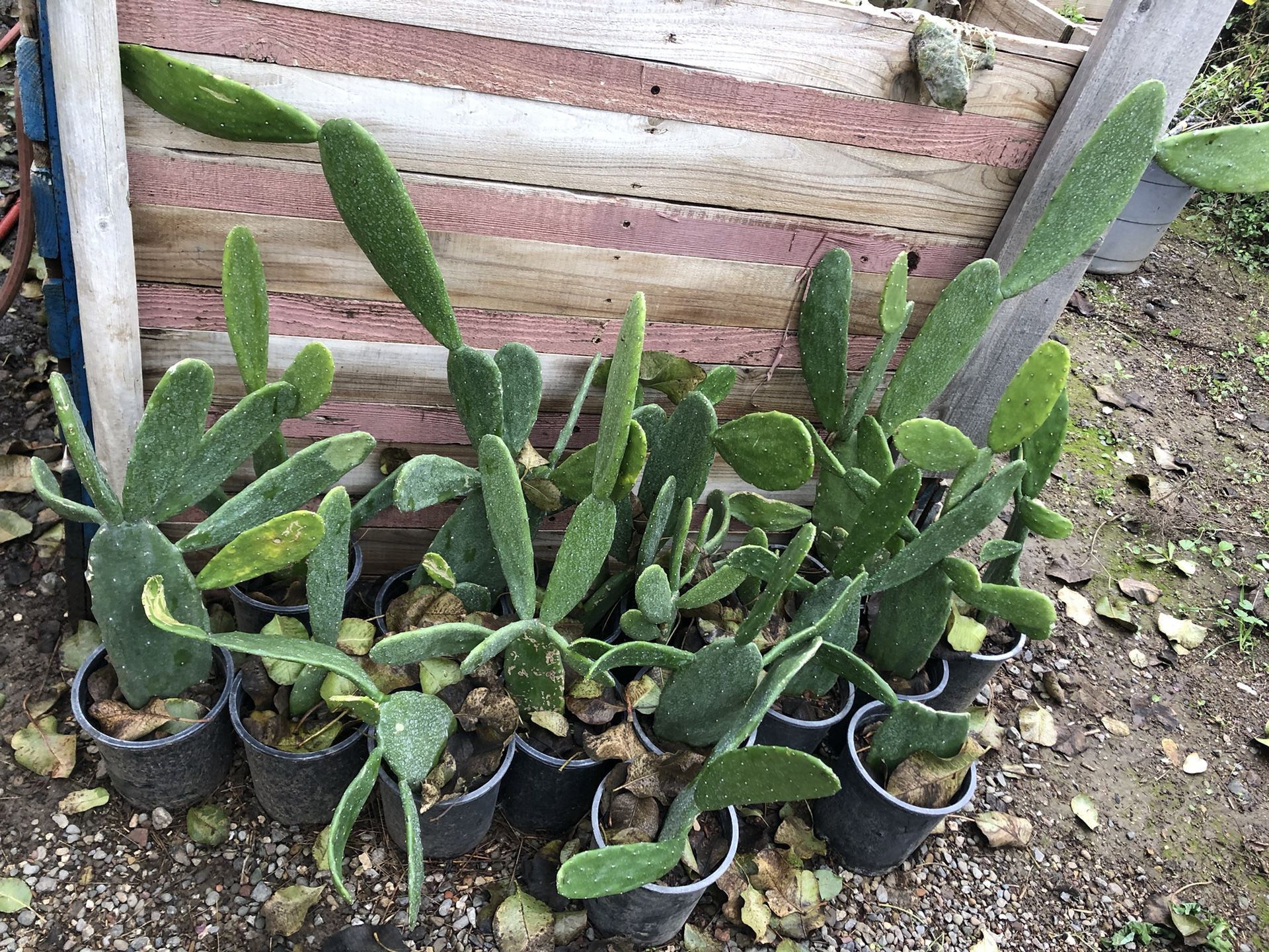 Small succulents And Cactus $1 Each
